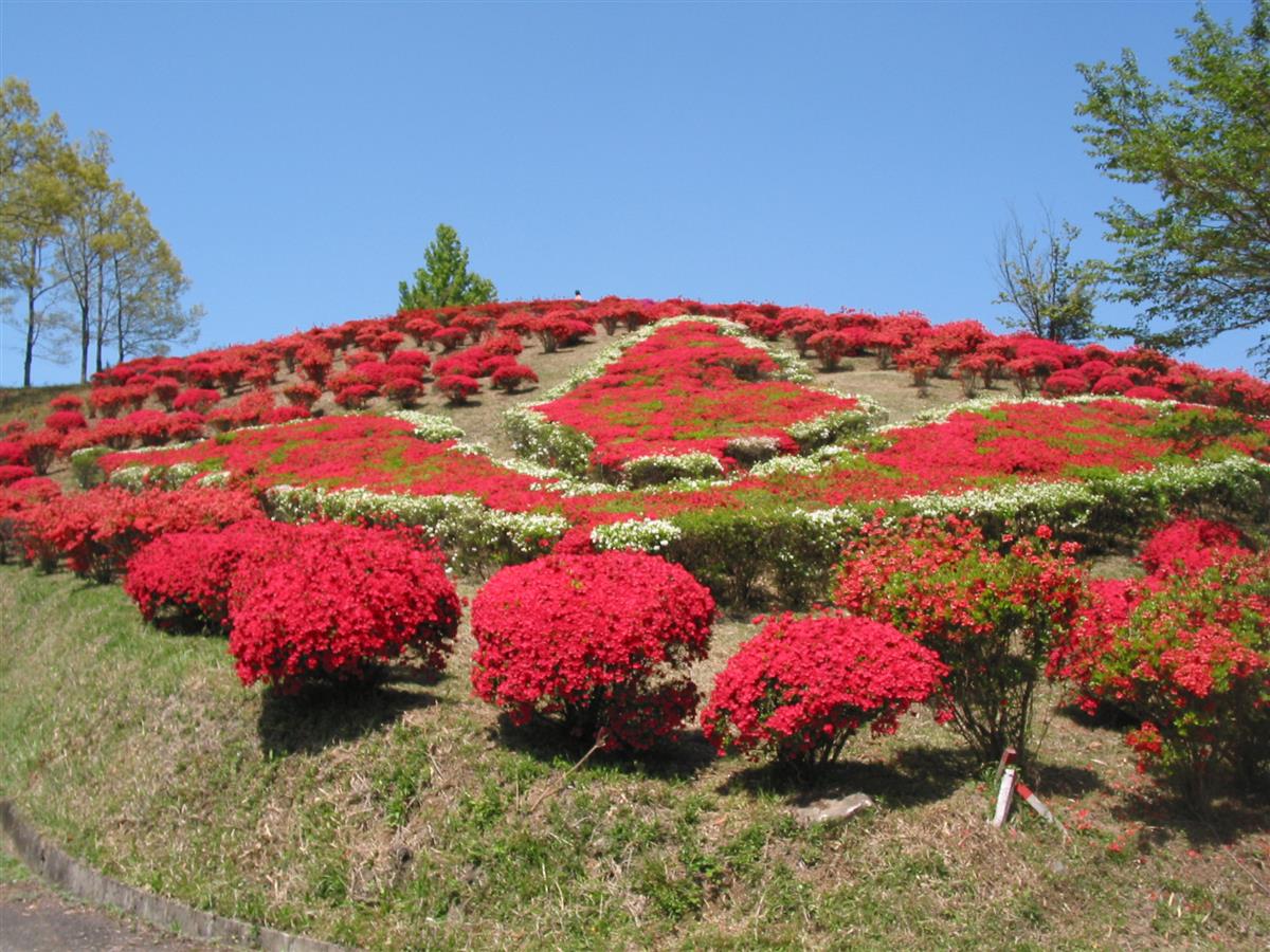 丸岡公園の画像