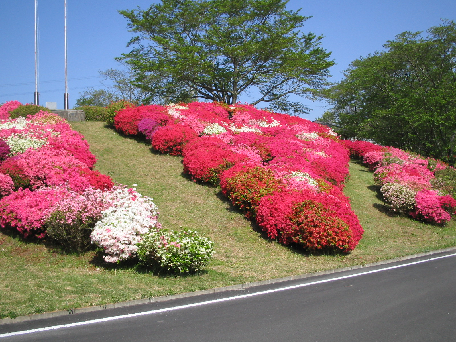 丸岡公園　つつじ2
