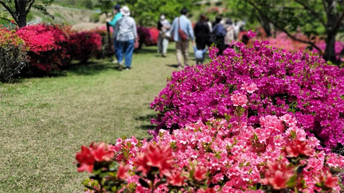 つつじ祭サムネイルの画像