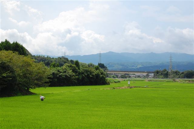 田んぼと青空の写真