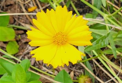 オオキンケイギクの花
