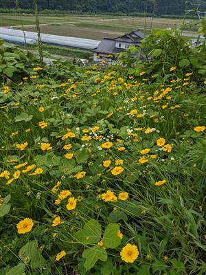 山江村で確認されたオオキンケイギクの花