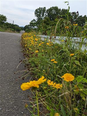 山江村で確認されたオオキンケイギクの花