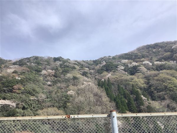 20250330_16区_山桜 (1)