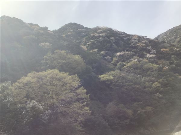 20250330_16区_山桜 (6)
