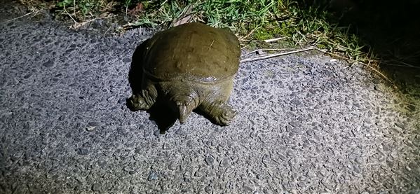 20250627_1区_すっぽんとの遭遇