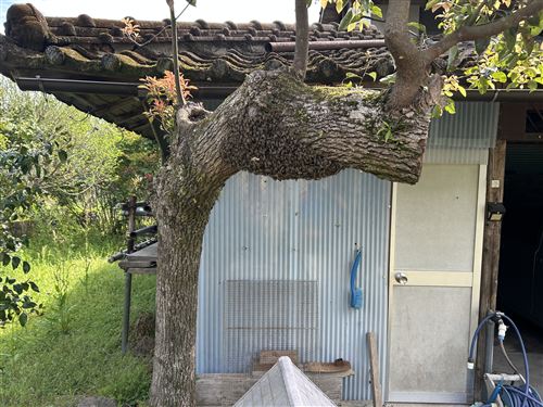 2026.4.12_3区_春の風物　 (1)