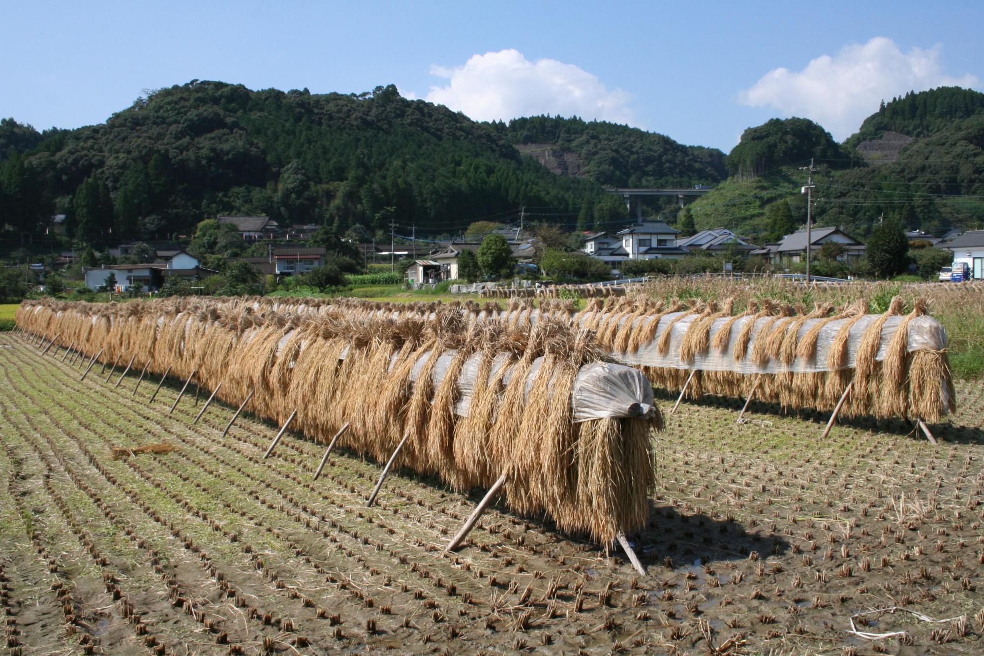 天日干しされているほたる米の稲の写真