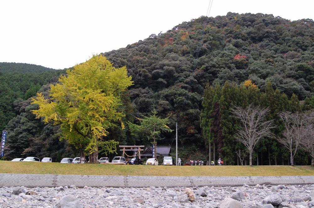 万江阿蘇神社の イチョウの写真