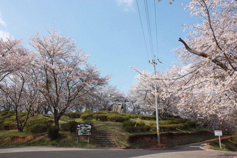 丸岡公園の桜の写真