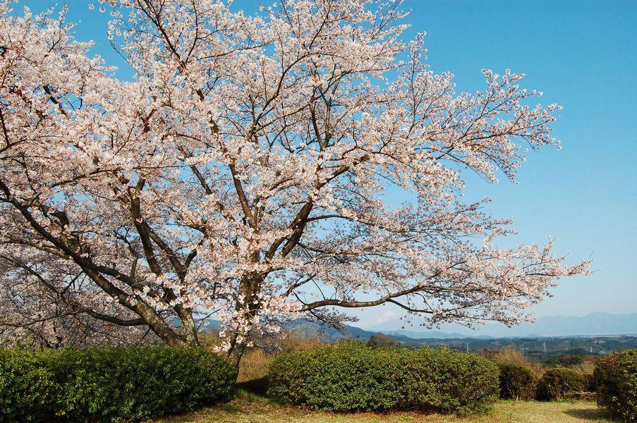 丸岡公園の大きな桜の木を近くから見た写真