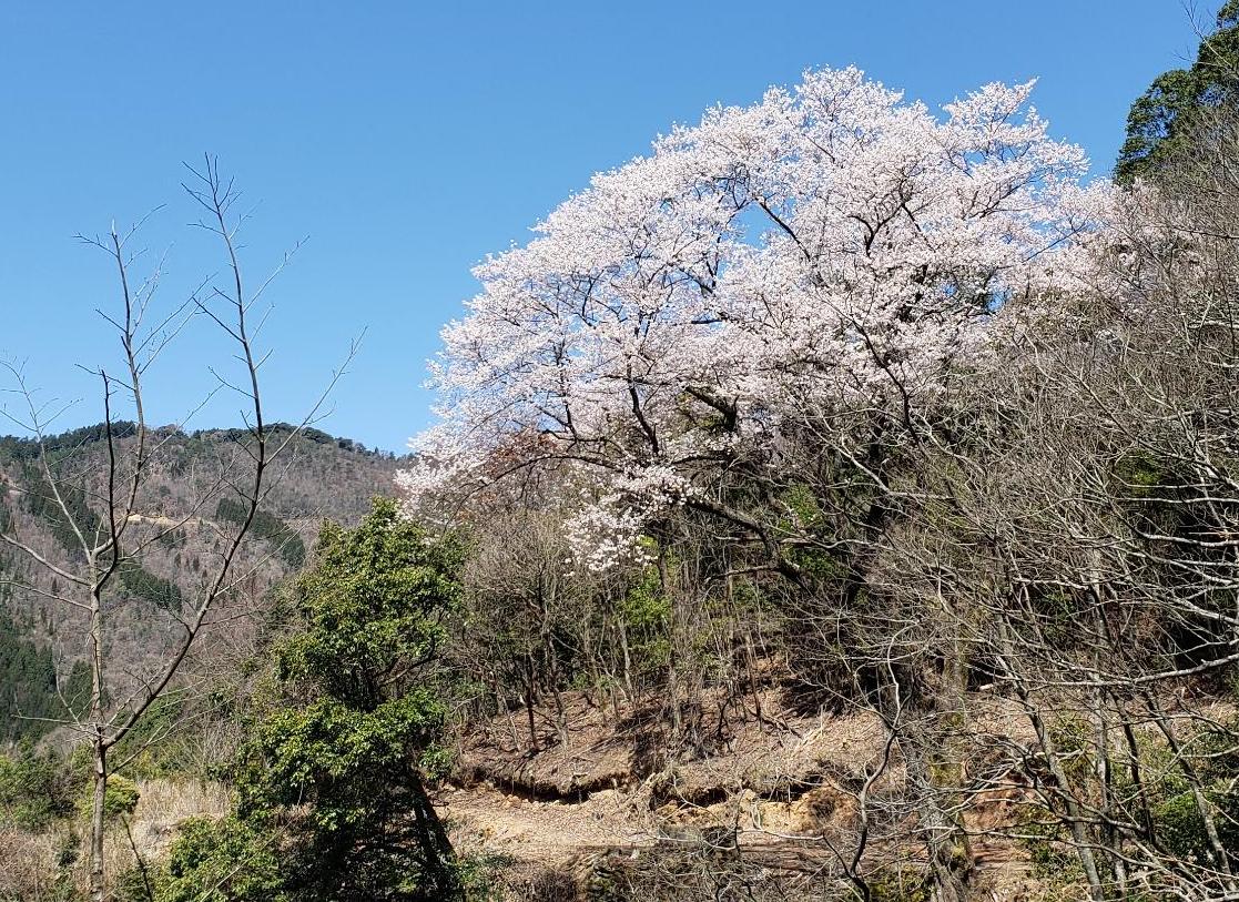 萩の三平桜